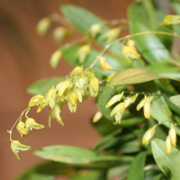 pleurothallis_grobyi2md