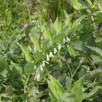 Polygonatum multiflorum (Sceau de Salomon)