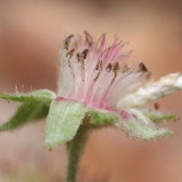 potentilla_caulescens5md