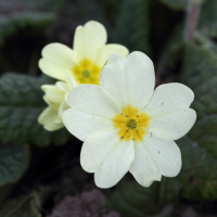 primula_vulgaris4bd