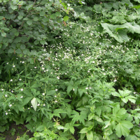 ranunculus_aconitifolius3md