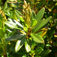 rhododendron_ferrugineum3md (Rhododendron ferrugineum)