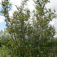 Salix magnifica (Saule de Chine)