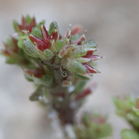 sedum_litoreum2md