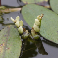 aponogeton_distachyus2md (Aponogeton distachyus)