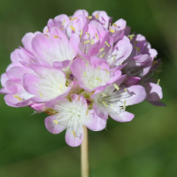 armeria_alpina5md (Armeria alpina)