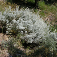 artemisia_arborescens3md (Artemisia arborescens)