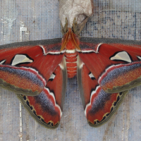 attacus_atlas2bd (Attacus atlas)