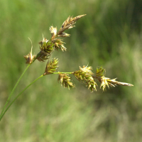 carex_arenaria2amd (Carex arenaria)