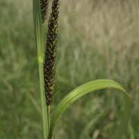 carex_riparia3md (Carex riparia)