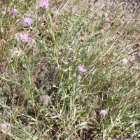 Centaurea jacea (Centaurée jacée)