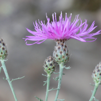 centaurea_maculosa3md (Centaurea maculosa)