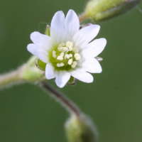 cerastium_fontanum3md (Cerastium fontanum)