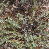 Euphorbia balbisii (Chamaesyce, Euphorbe)