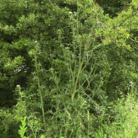 Cirsium vulgare (Cirse commun)