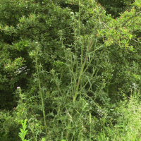 Cirsium_vulgare (Cirsium vulgare)