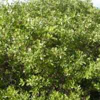 Conocarpus erectus (Palétuvier blanc, Palétuvier gris, Manglier blanc)