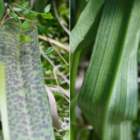 dactylorhiza_x_wiefelspuetziana3md (Dactylorhiza x wiefelspuetziana)