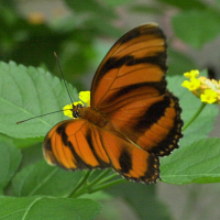 Dryadula phaetusa (Banded orange)