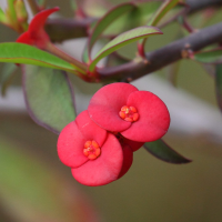 euphorbia_geroldii2bd (Euphorbia geroldii)