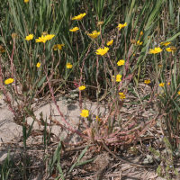 Glebionis segetum (Chrysanthème des blés, Chrysanthème des moissons, Marguerite dorée)