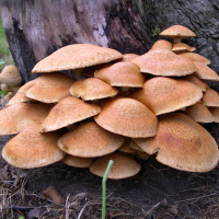 gymnopilus_spectabilis7md