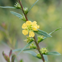 Heimeia_salicifolia