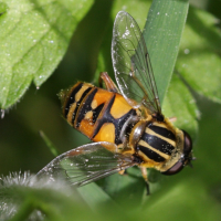 Helophilus pendulus (Hélophile suspendu)