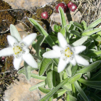 Leontopodium alpinum (Edelweiss)