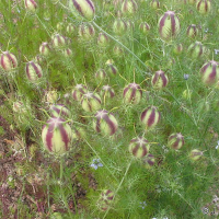 nigella_sativa2jd