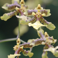 oncidium_baueri2bd