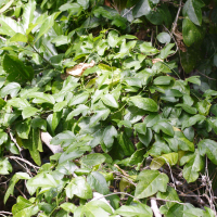 Passiflora suberosa (Passiflore)