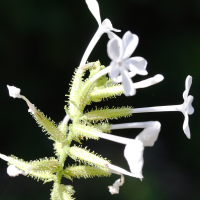 plumbago_zeylanica3md