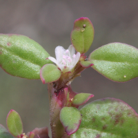 polygonum_plebeium2md