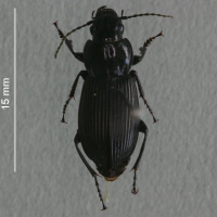 Pterostichus cristatus (Carabe)