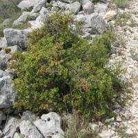 Quercus coccifera (Chêne kermès)