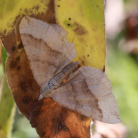 scotopteryx_chenopodiata7bd