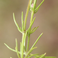 spergula_arvensis5bd