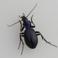 carabus_problematicus3md