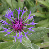 centaurea_montana4md (Centaurea montana)