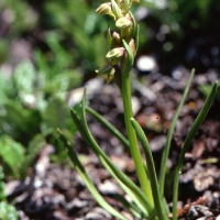 Chamorchis_alpina (Chamorchis alpina)