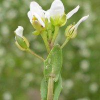 cochlearia_officinalis2md