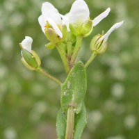 cochlearia_officinalis2md (Cochlearia officinalis)