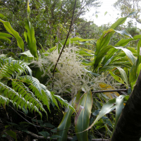 cordyline_mauritiana2md (Cordyline mauritiana)