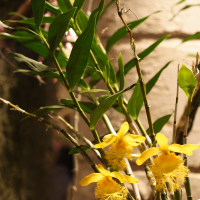 dendrobium_brymerianum2md