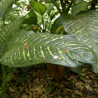 dieffenbachia_seguine2md