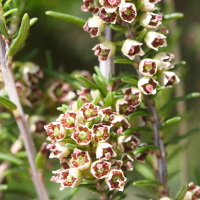 erica_scoparia4md (Erica scoparia)