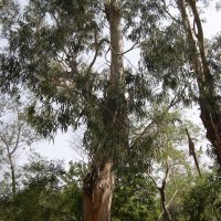 eucalyptus_globulus5md
