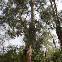 eucalyptus_globulus5md (Eucalyptus globulus)