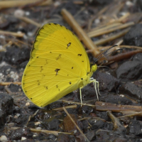 eurema_floricola_ceres2bd